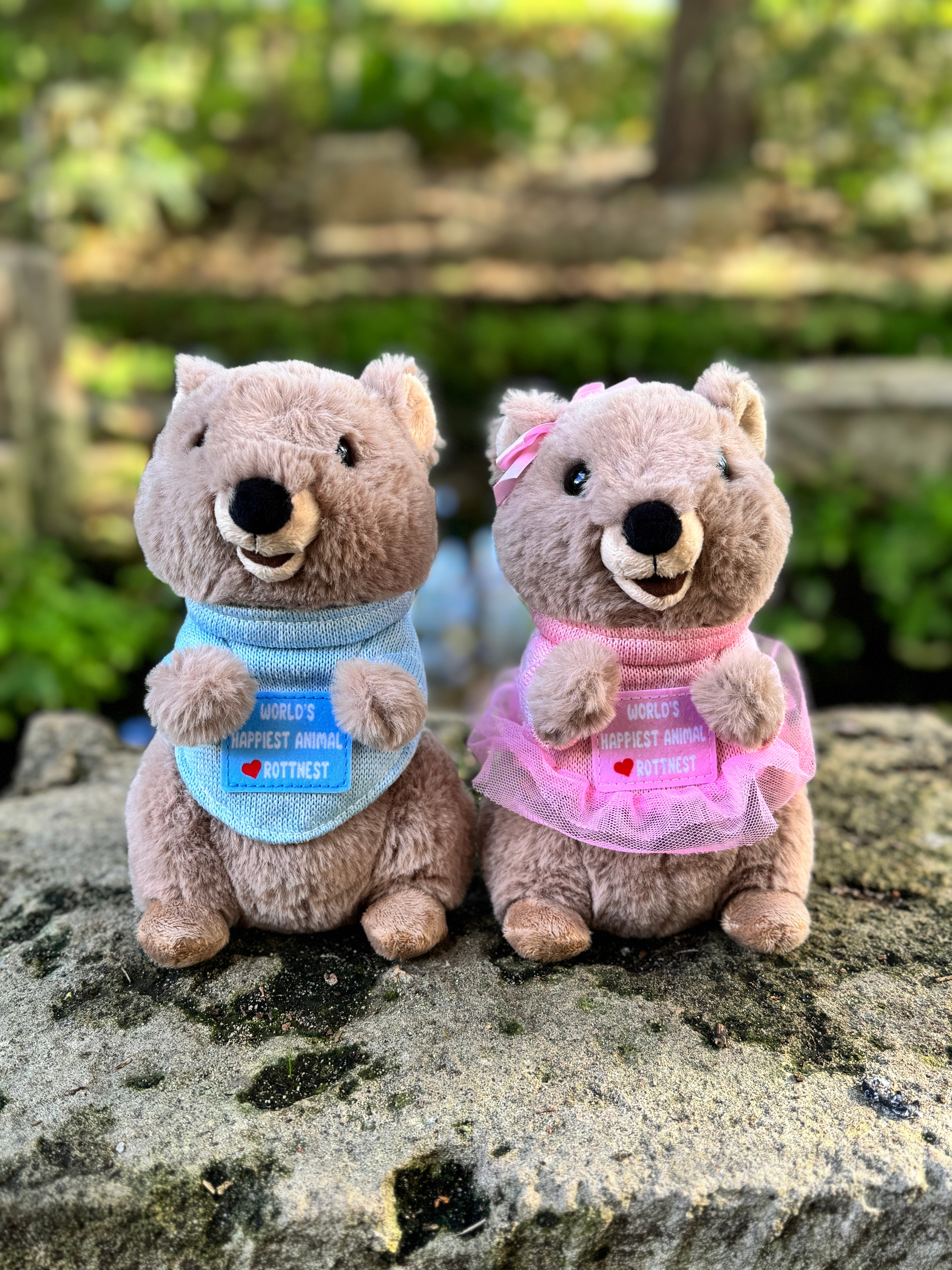 Marlie and Charlie the Quokka plush toys from Perth looking cute together – inspired by Rottnest Island’s happiest animal on Earth, perfect Australian souvenirs.