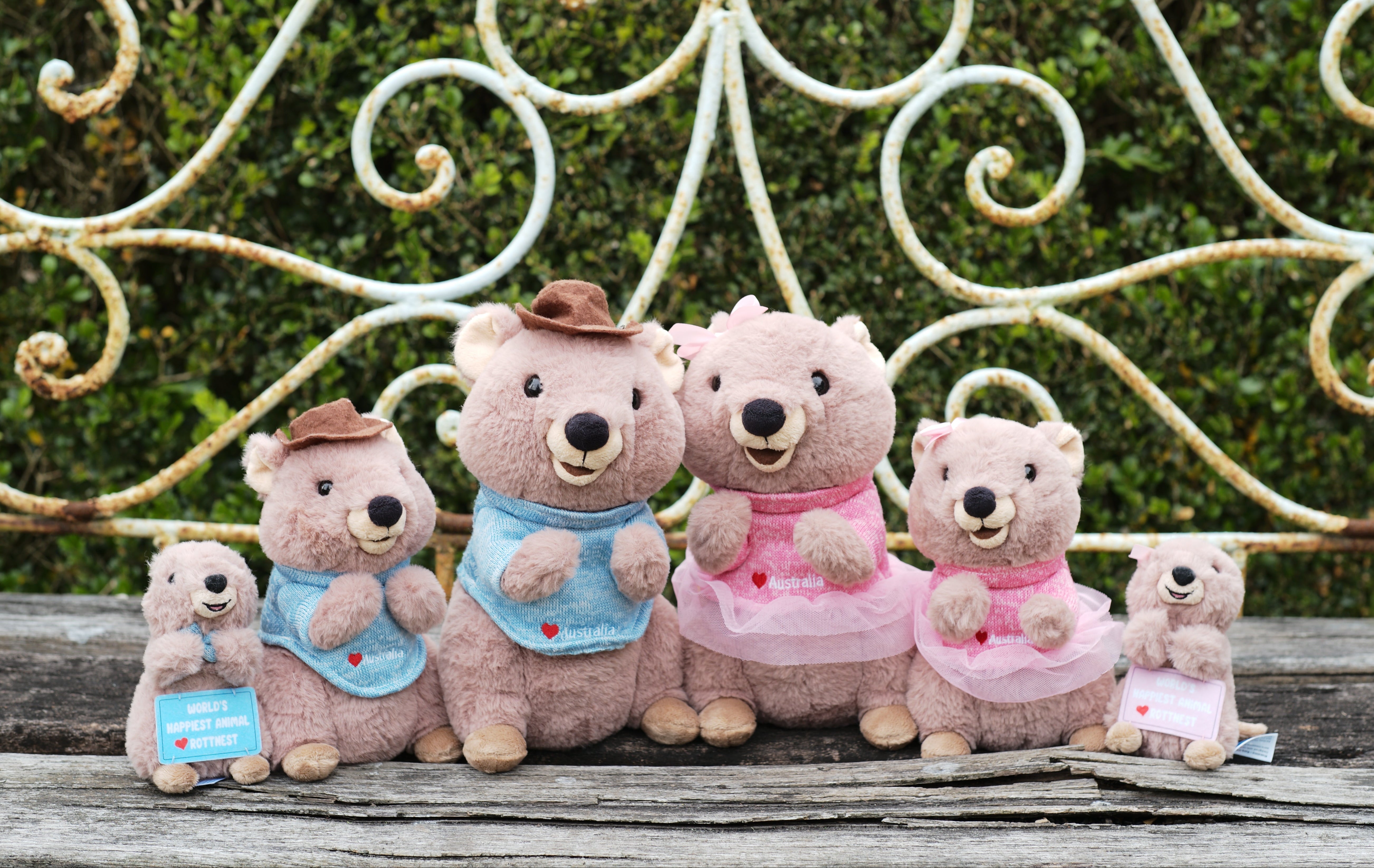 Quokka plush toys sitting on bench – inspired by Rottnest Island Quokkas, smiling Australian marsupials known as the happiest animals on Earth and iconic Western Australia souvenirs.