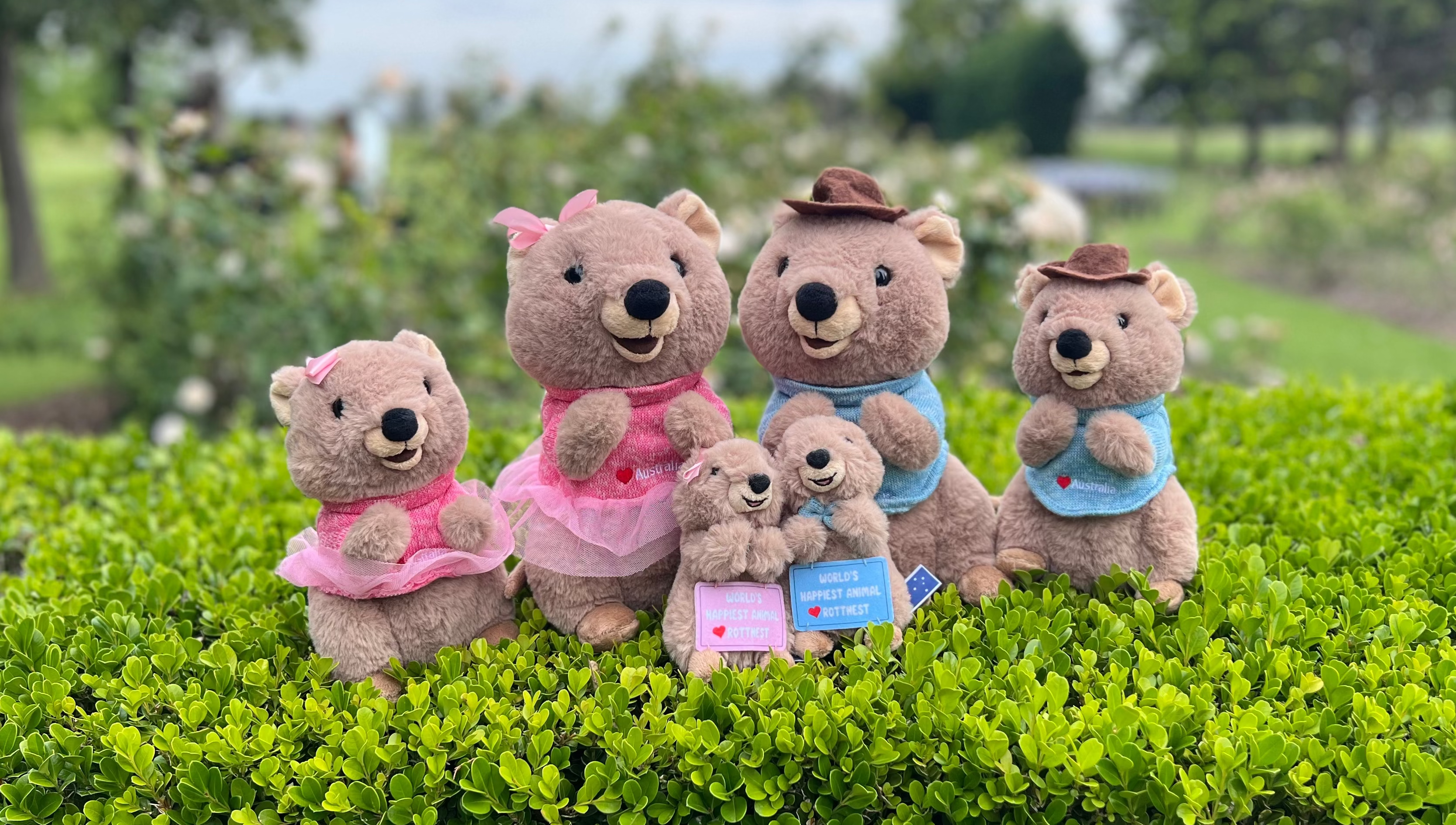 Quokka plush toys family together – inspired by Rottnest Island Quokkas, smiling Australian marsupials known as the happiest animals on Earth and iconic Western Australia souvenirs.