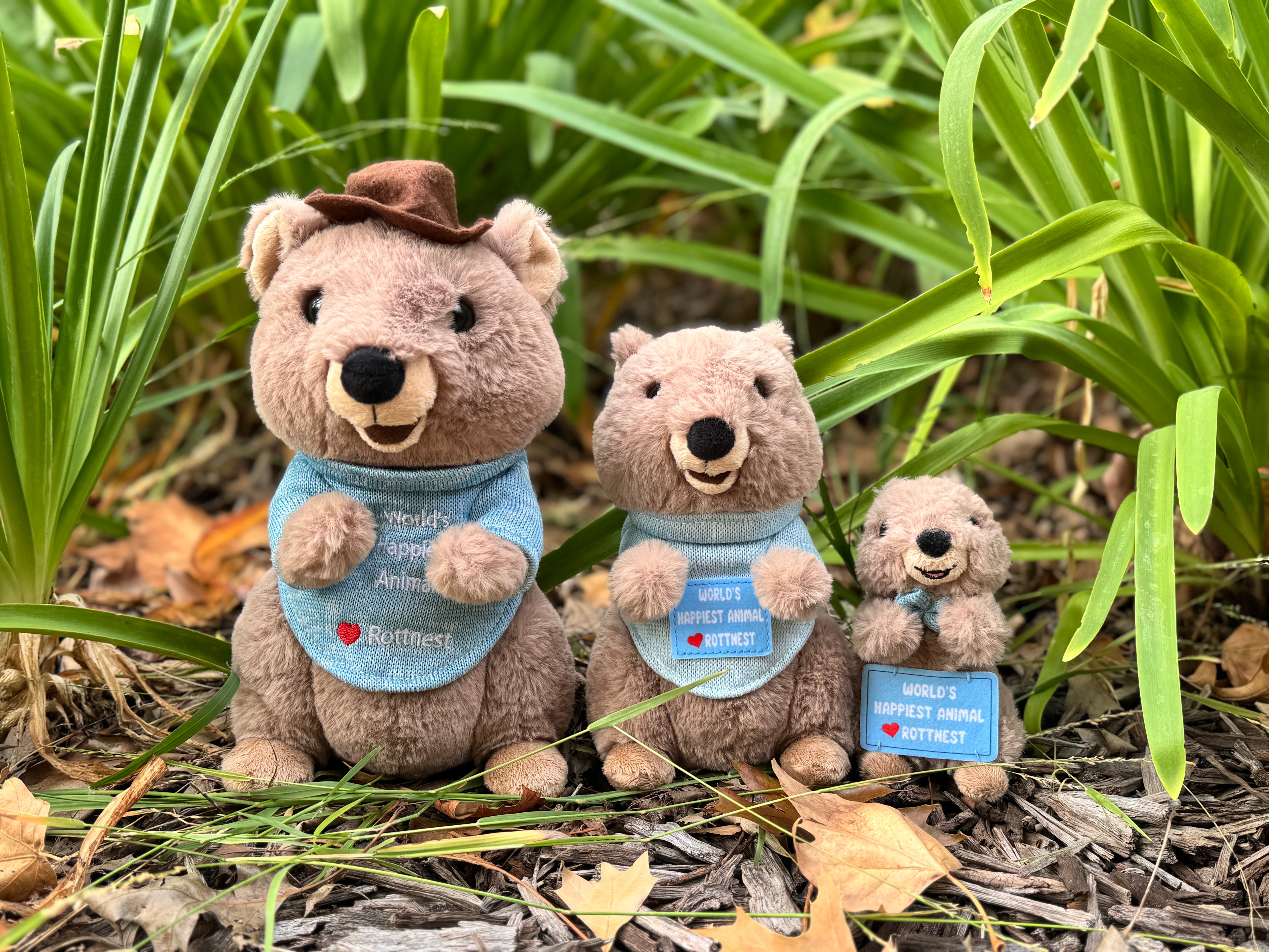 Family of boy Quokka plush toys – Mokka, Charlie, and Zora from Perth, Western Australia. Inspired by Rottnest Island Quokkas, the smiling Australian marsupials and cutest souvenirs from WA