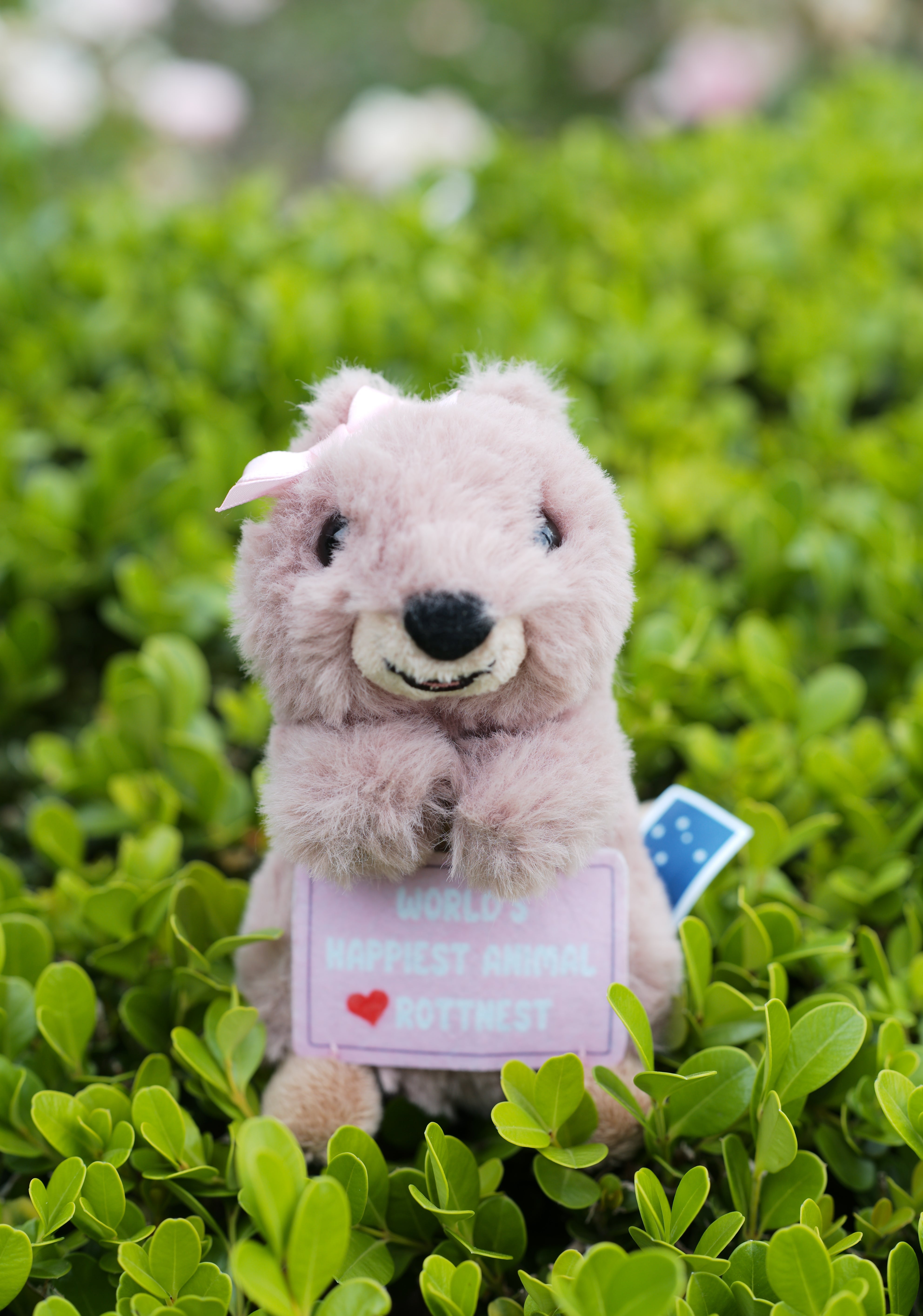 13cm Kora the Quokka keyring from Perth inspired by Rottnest Island’s happiest animal on Earth – adorable Australian plush souvenir from Western Australia.