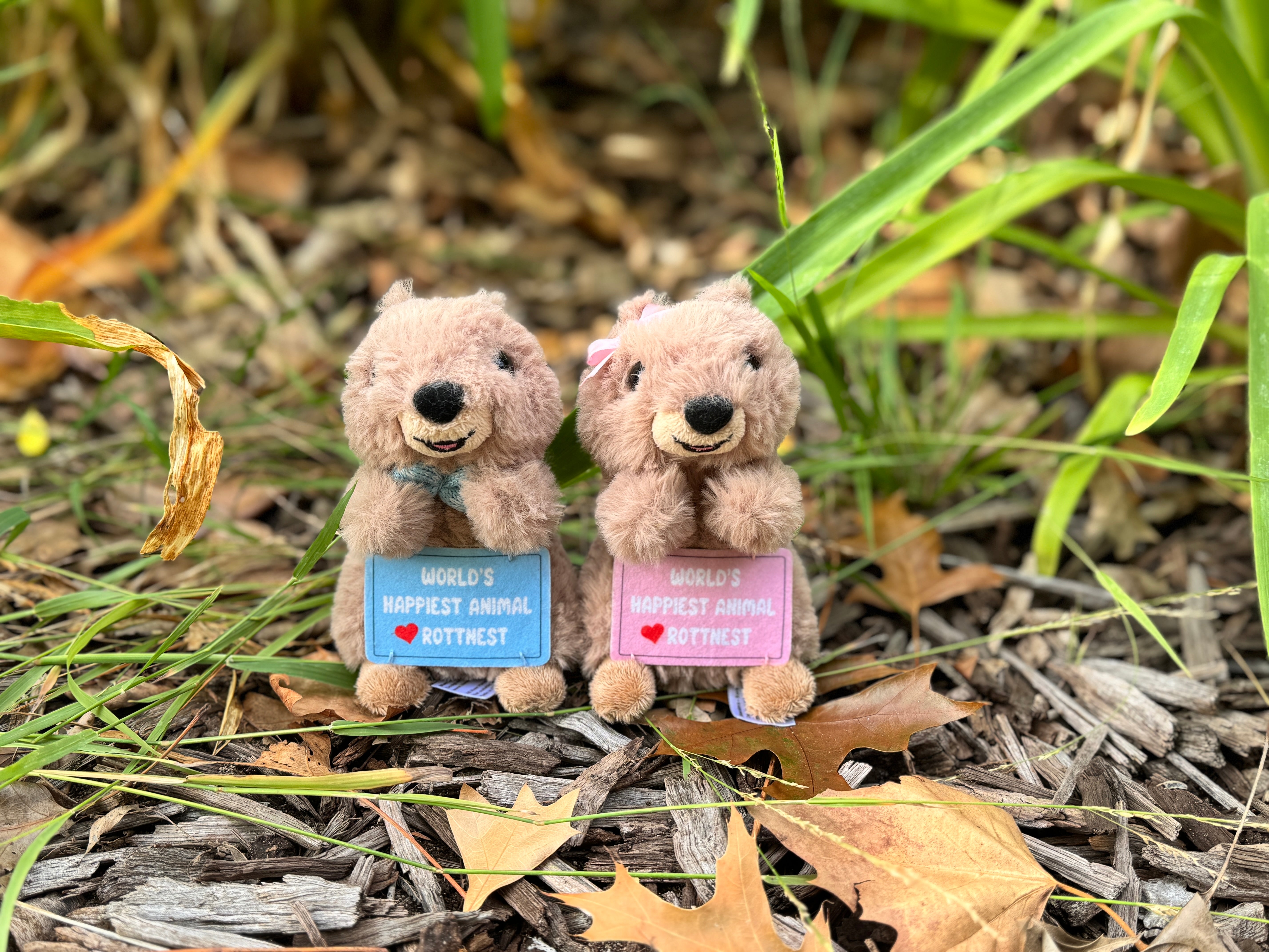 Boy and girl Quokka keyrings from Perth displayed in a garden setting – inspired by Rottnest Island Quokkas, the happiest animals on Earth and beloved Australian marsupials, perfect WA souvenirs and travel gifts.