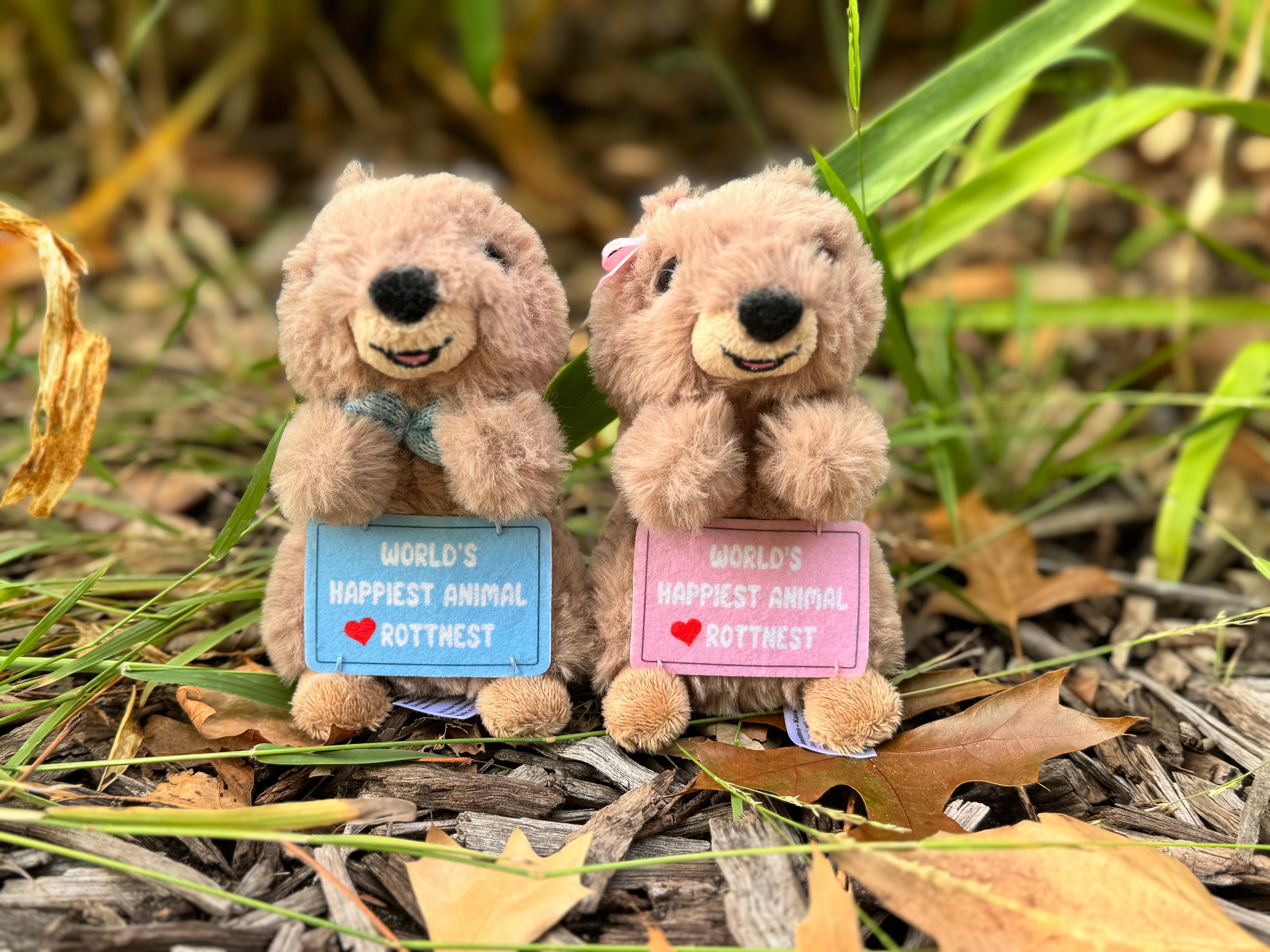 Boy and girl Quokka keyrings from Perth displayed in a garden setting – inspired by Rottnest Island Quokkas, the happiest animals on Earth and beloved Australian marsupials, perfect WA souvenirs and travel gifts.