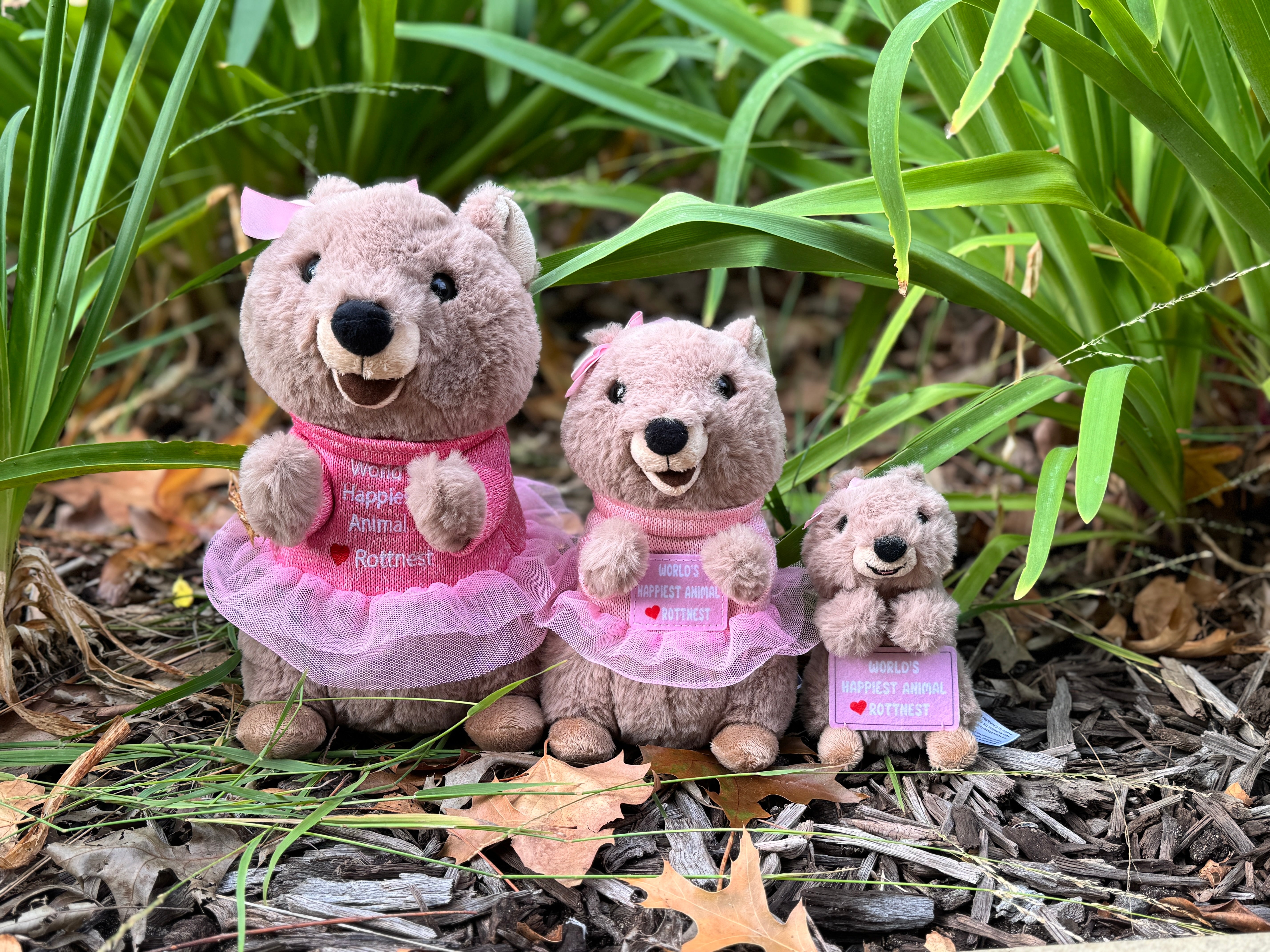 Family of girl Quokka plush toys – Mikka, Marlie, and Kora from Perth, Western Australia. Inspired by Rottnest Island Quokkas, the smiling Australian marsupials and cutest souvenirs from WA.