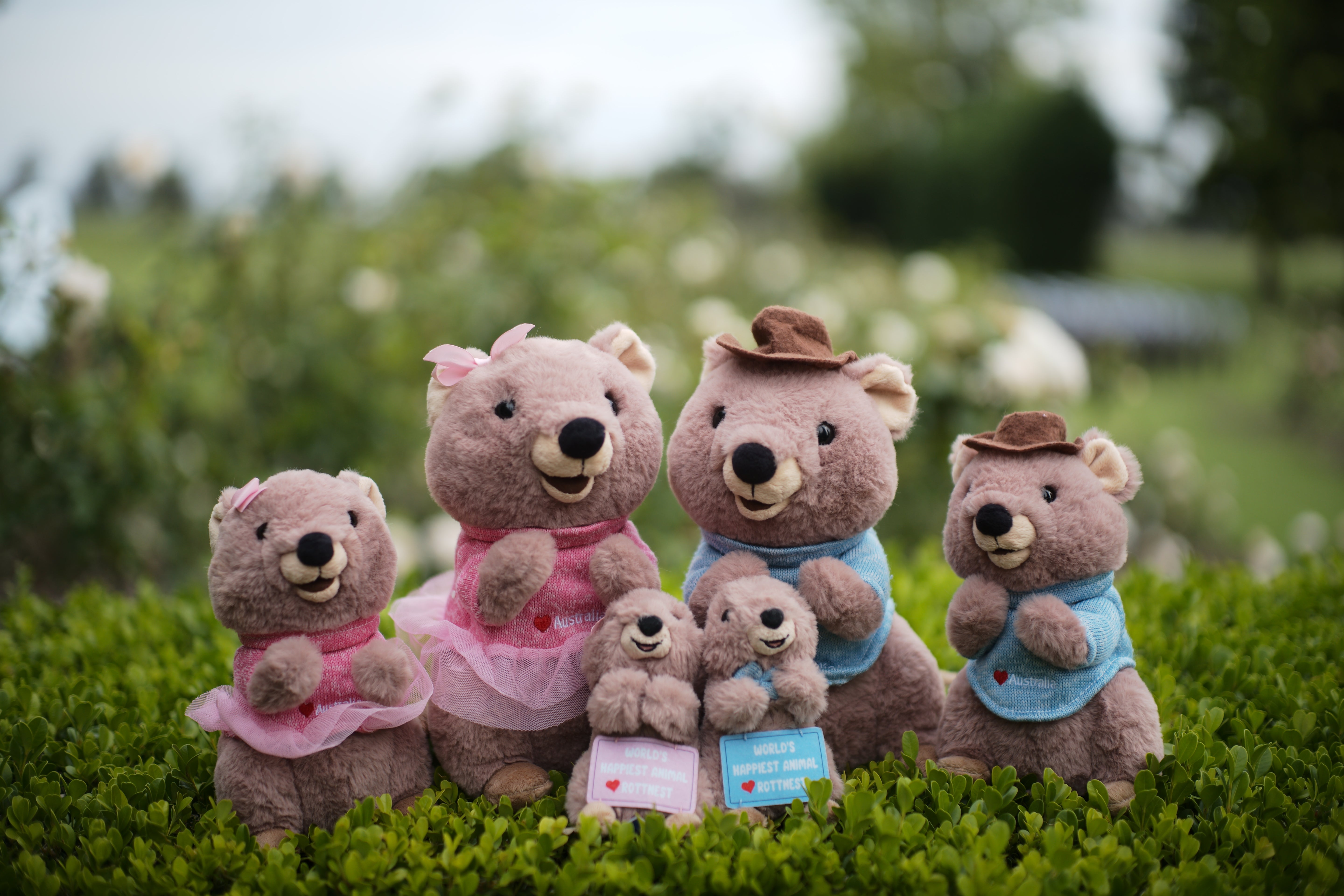 Family of Quokka plush toys – from Perth, Western Australia. Inspired by Rottnest Island Quokkas, the smiling Australian marsupials and cutest souvenirs from WA.