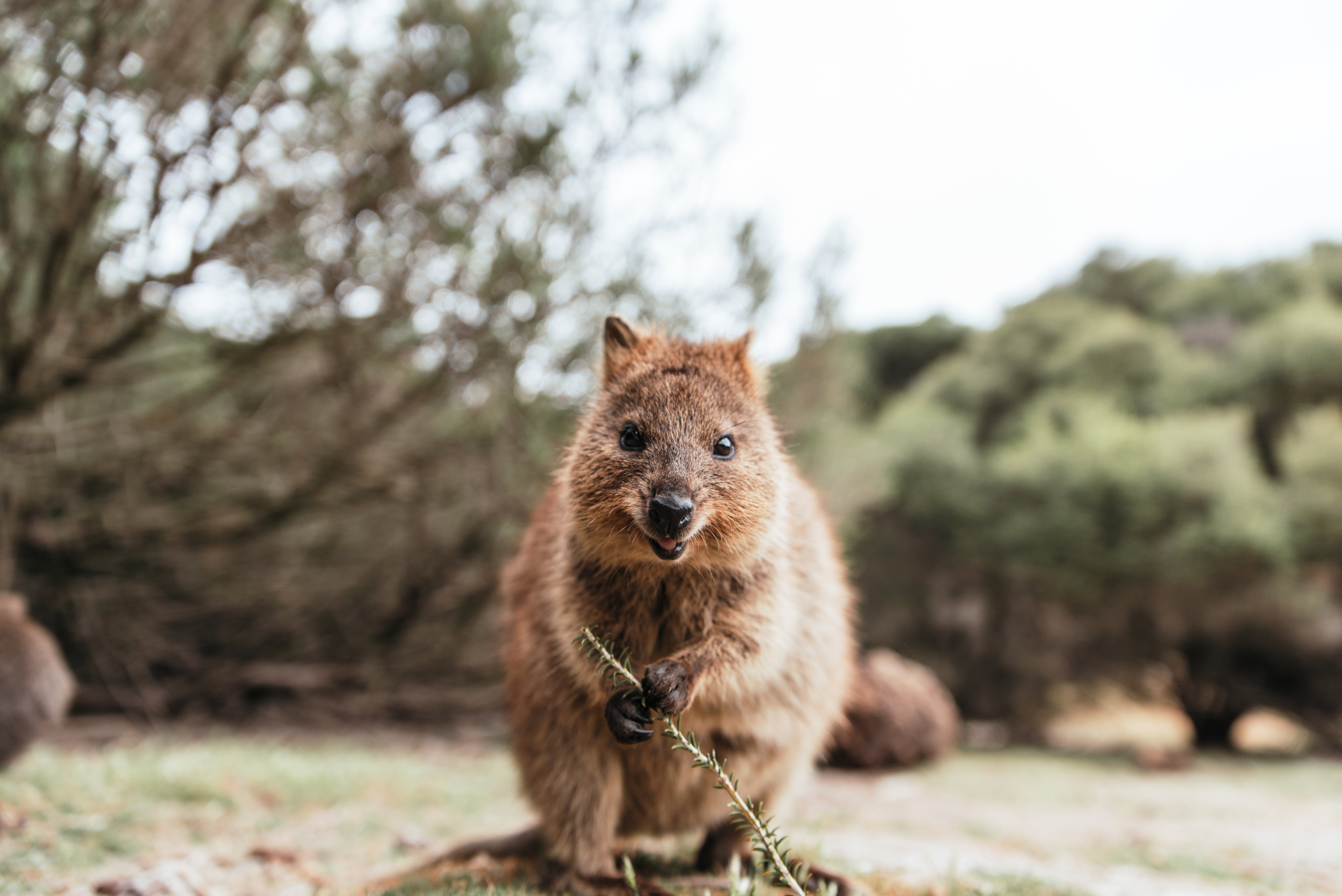 Real Quokka holding branch – inspired by Rottnest Island Quokkas, smiling Australian marsupials known as the happiest animals on Earth and iconic Western Australia souvenirs.