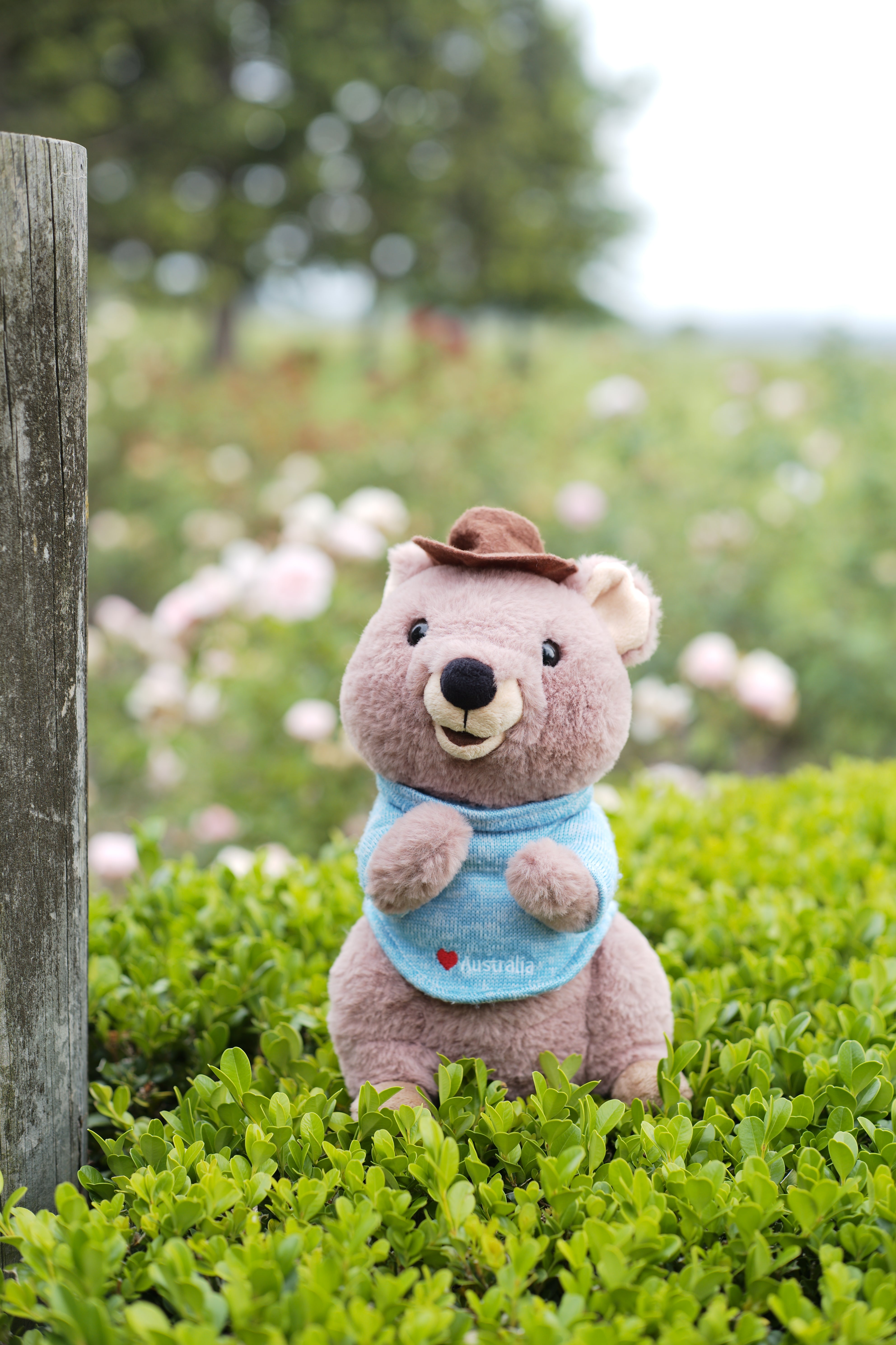 25cm Mokka the Quokka plush toys garden view from Perth, Western Australia – cute Rottnest Island Quokkas, smiling Australian animal plush toys and perfect Perth souvenirs.