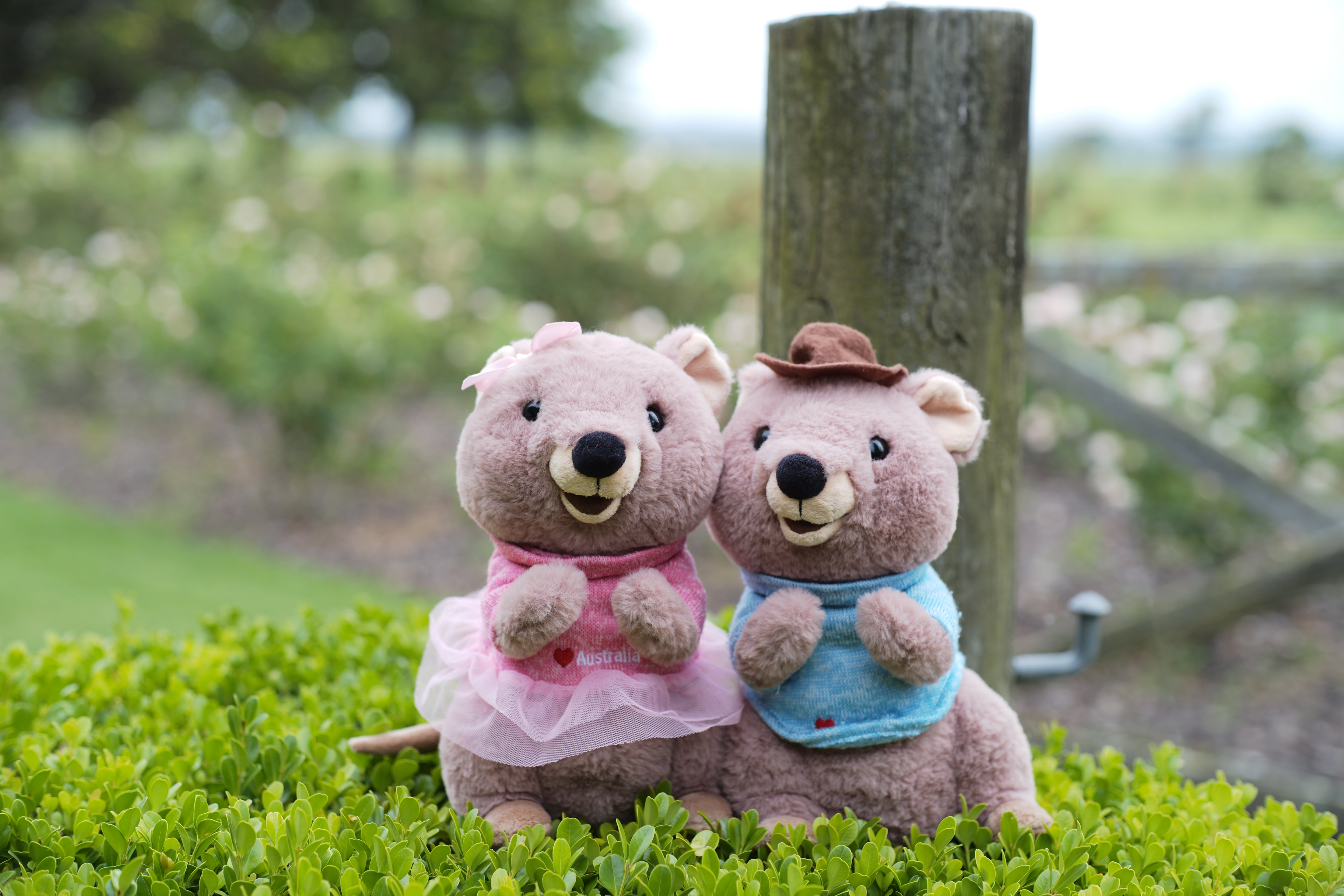 25cm Mokka and Mikka the Quokka plush together from Perth, Western Australia – cute Rottnest Island Quokkas, smiling Australian animal plush toys and perfect Perth souvenirs.