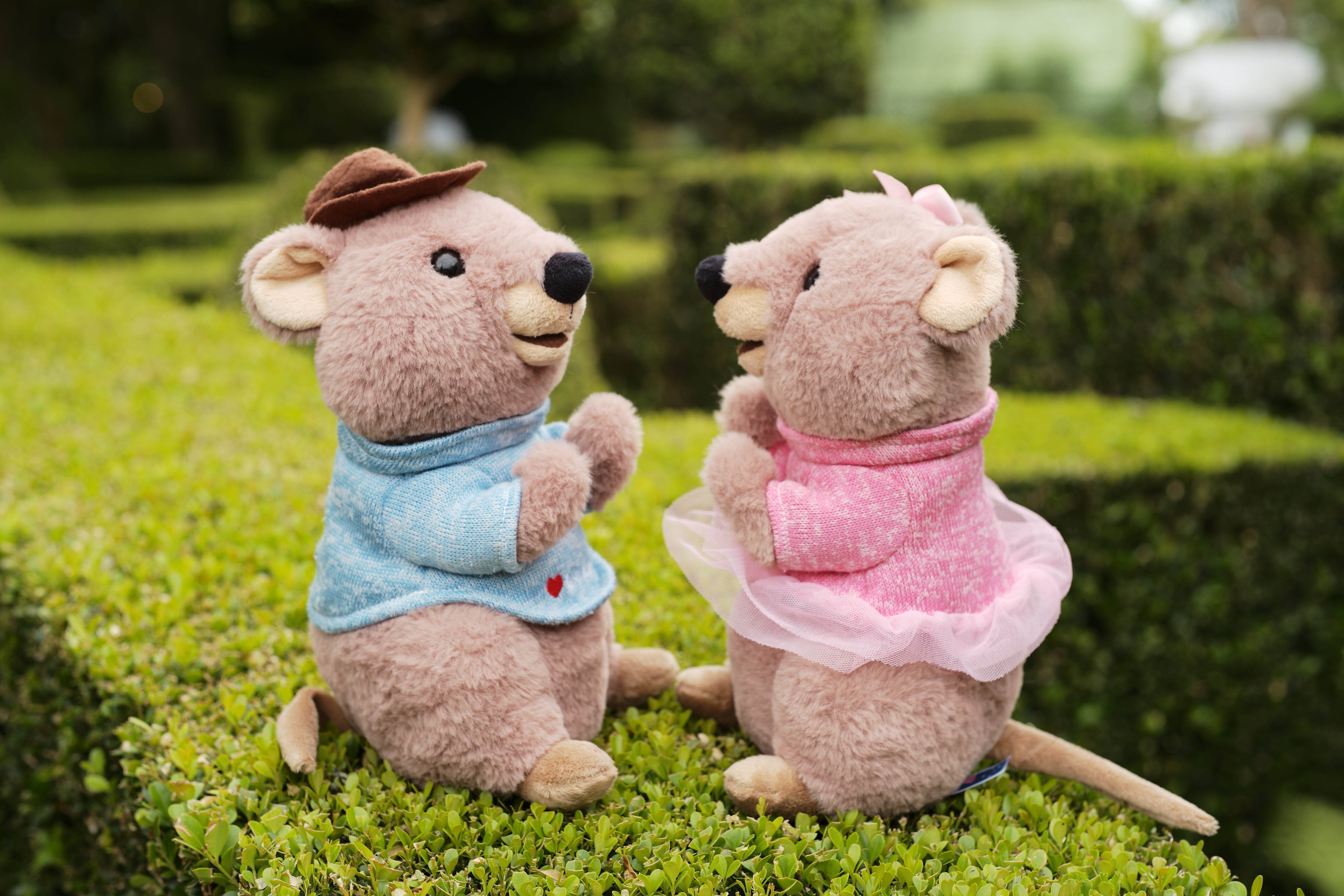 Quokka plush toys together from Perth, Western Australia – cute Rottnest Island Quokkas, smiling Australian animal plush toys and perfect Perth souvenirs.